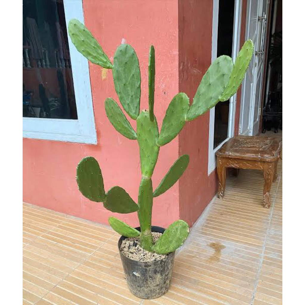 kaktus centong plus pot tinggi -+40 cm