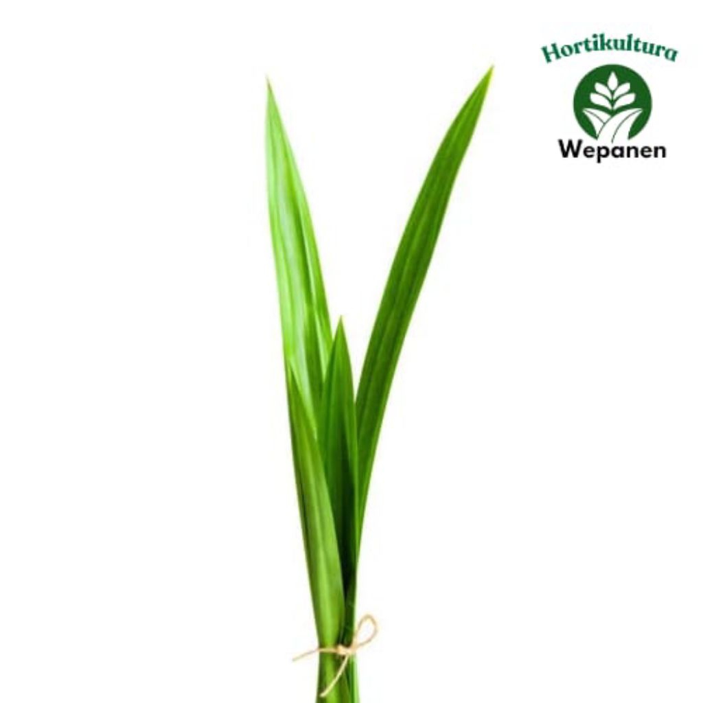 

Daun Pandan Per Pack