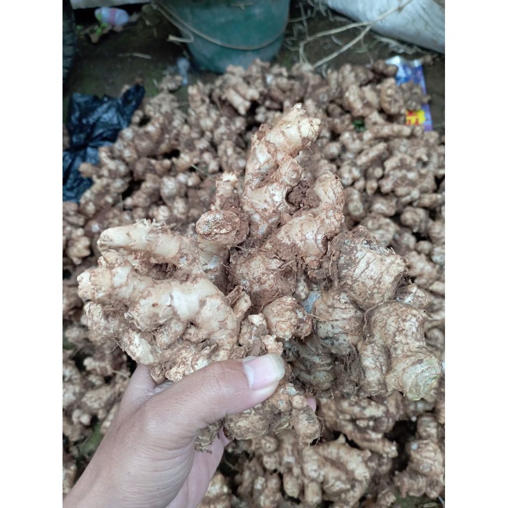 

Jahe Emprit Segar Langsung Dari Petani