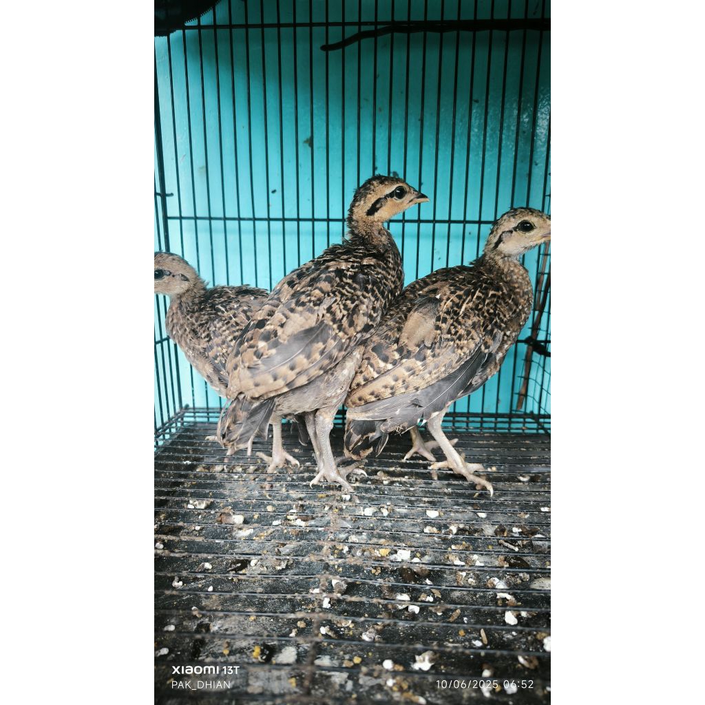 Anak Ayam Hutan Hijau Sepasang (2-Bulan)