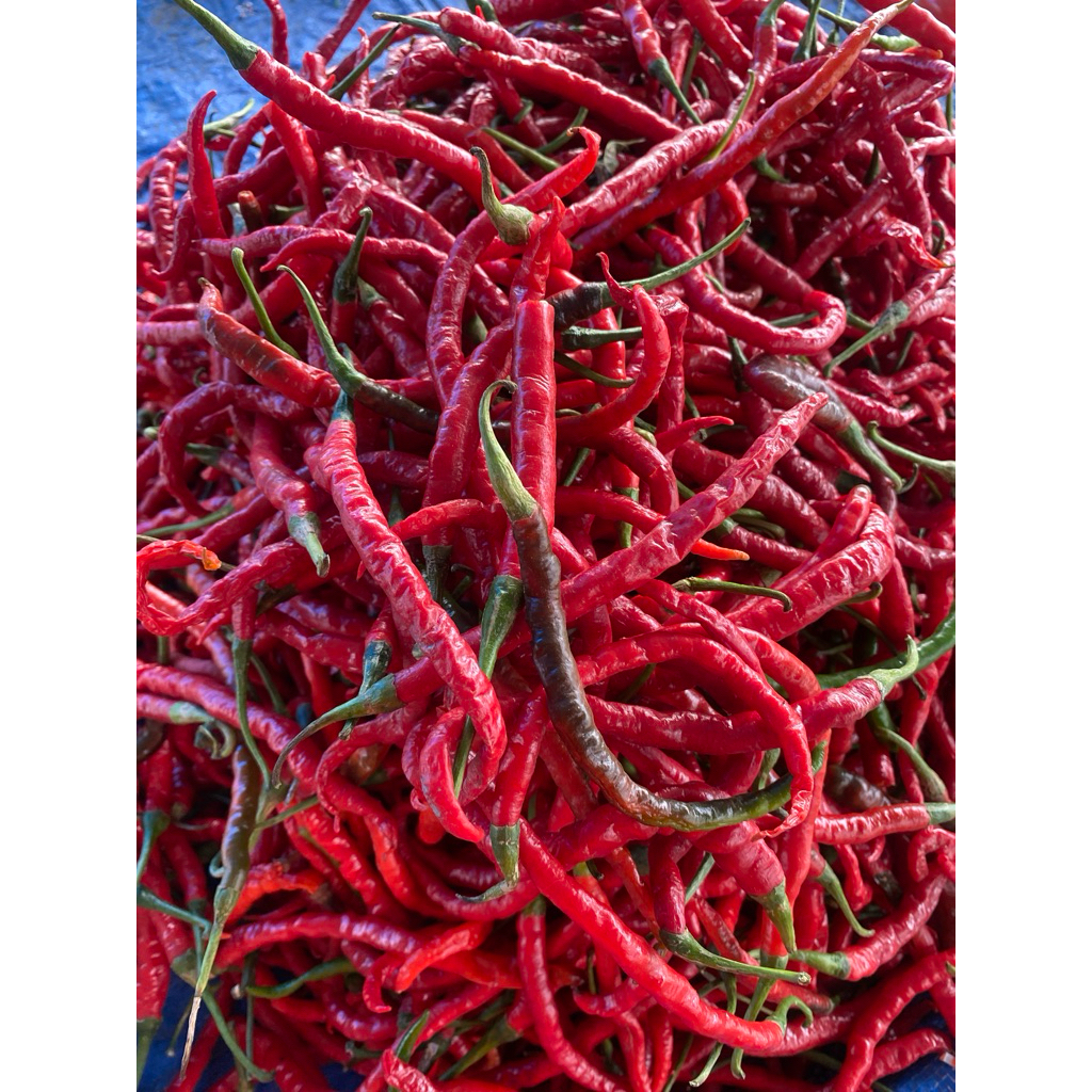 

Cabai Merah