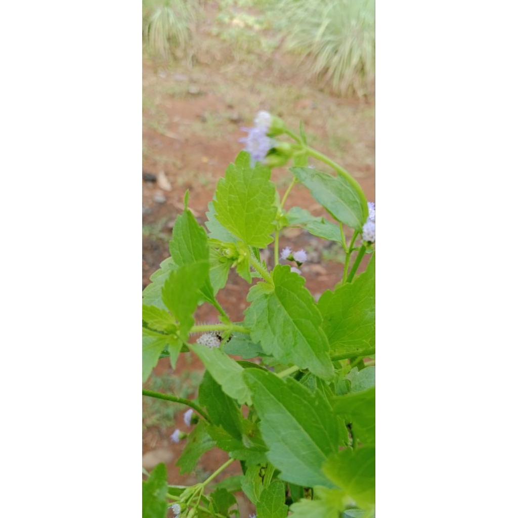 

babandotan daun batang dan bunga