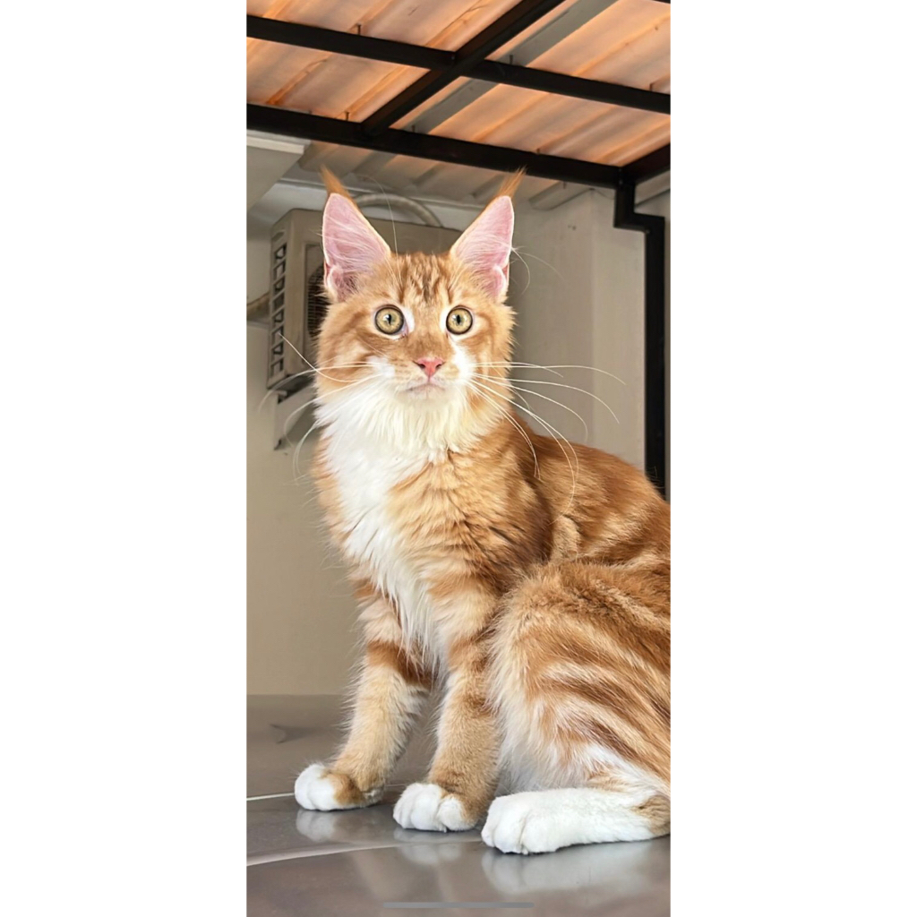 pakan kucing meo persia