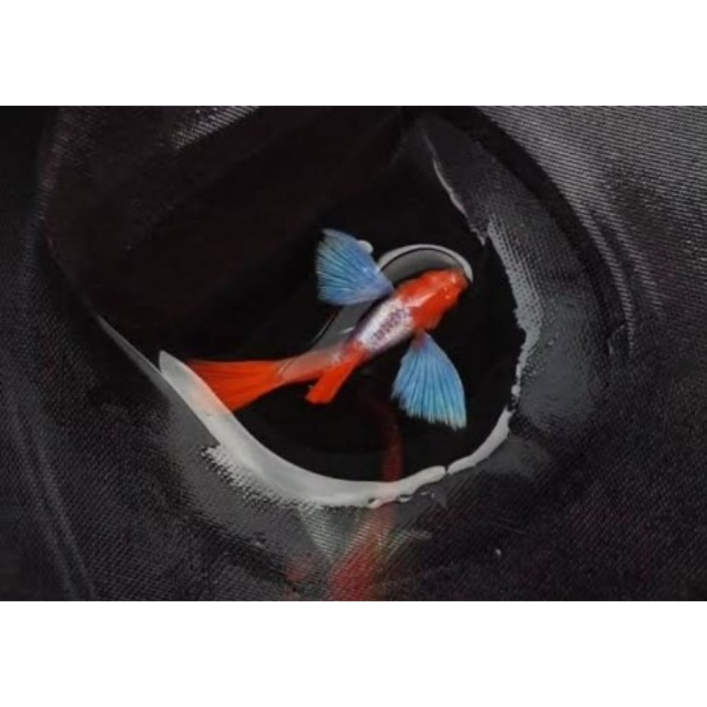 

Stiker albino prtde koi