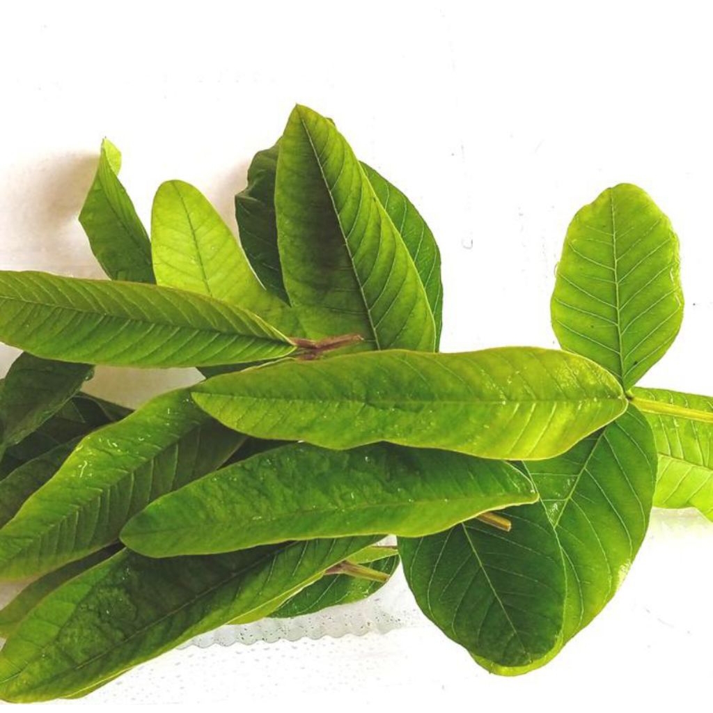 

Daun Jambu Biji Organik Segar Fresh