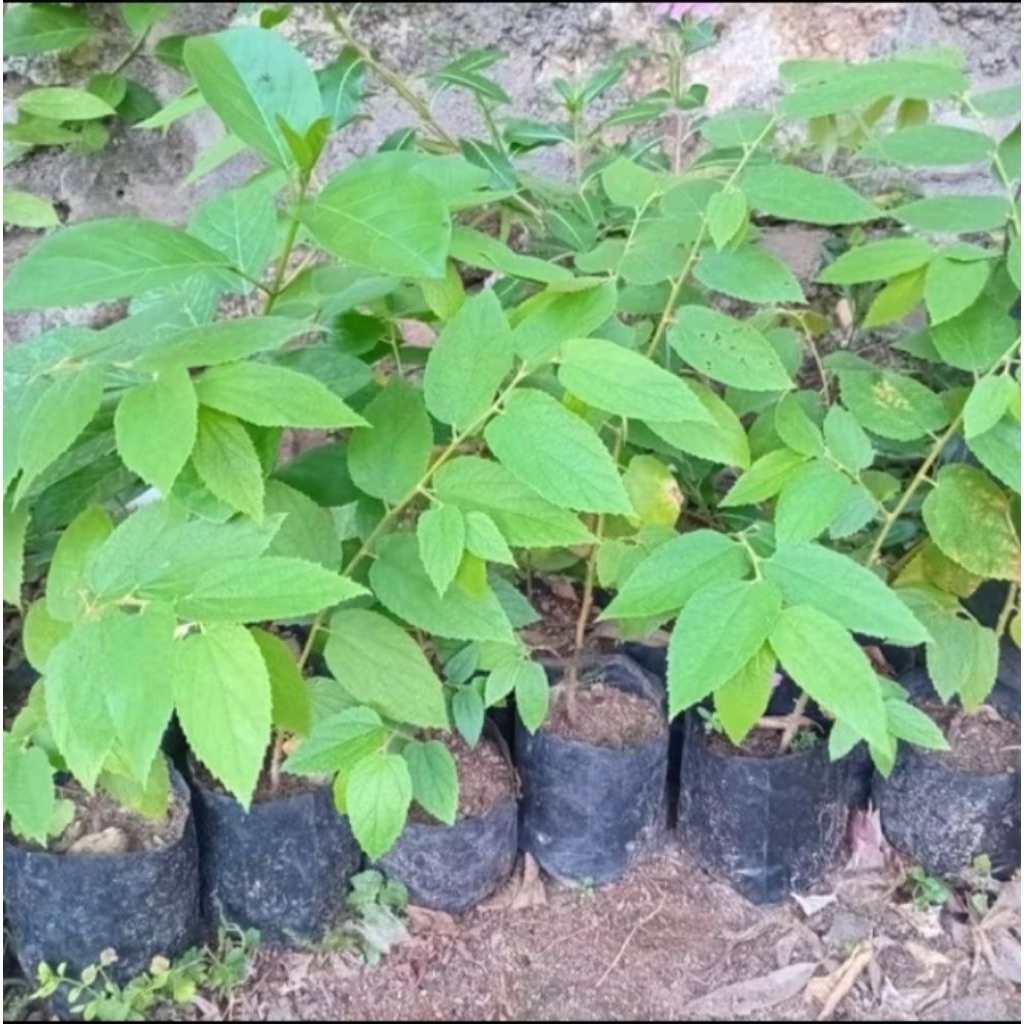 Bibit Tanaman talok/bibit kersen