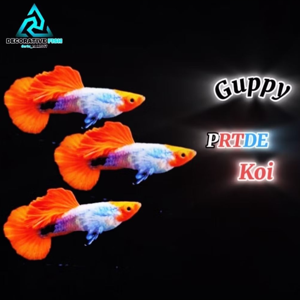 Hiasan Aquarium Guppy PRT.Koi