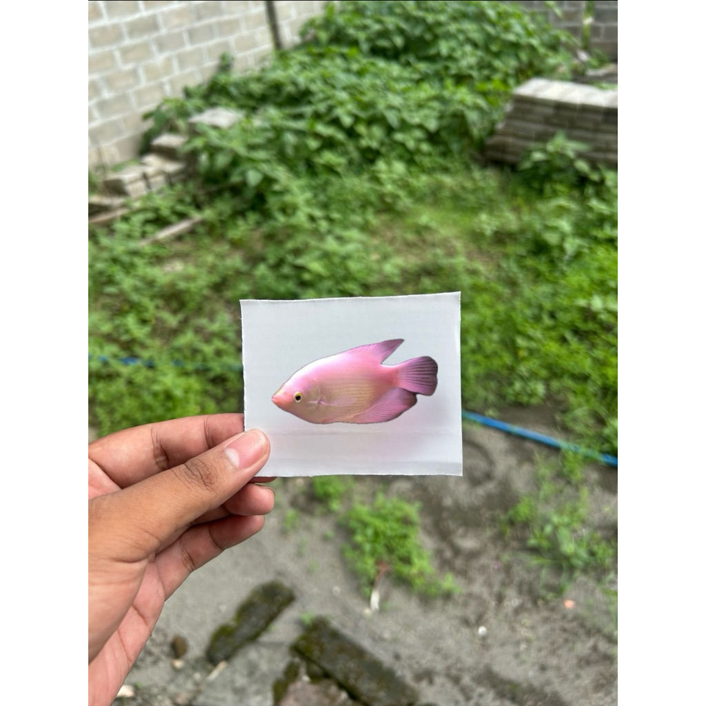

stiker IKAN GURAMI PADANG buy 2 free 1