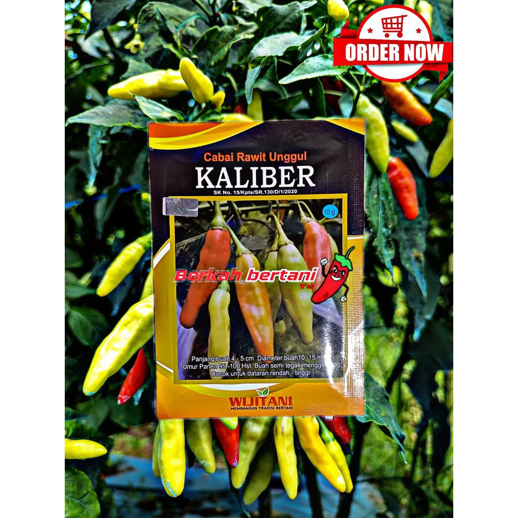 Benih Cabai KALIBER