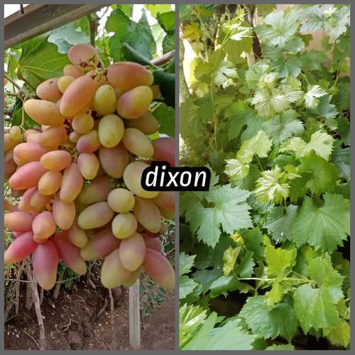

Bibit Anggur Import Dixon