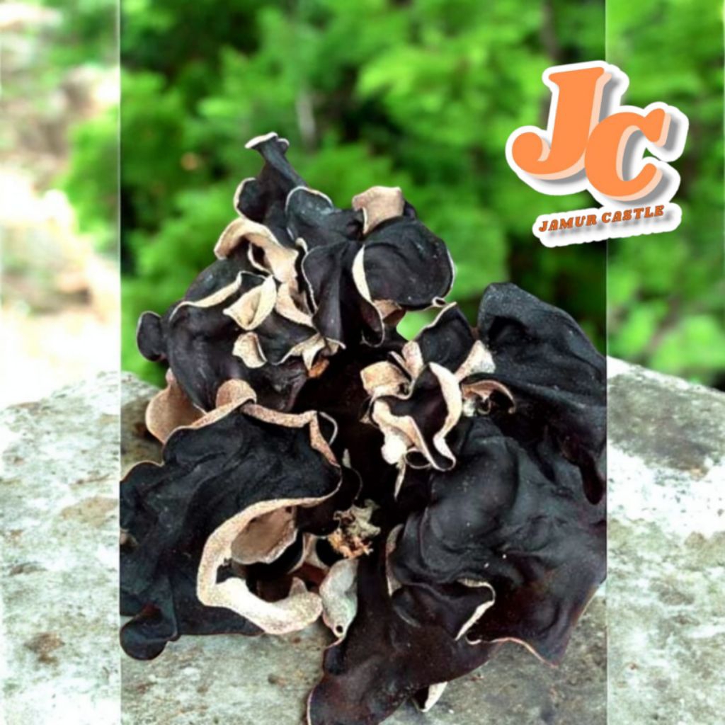 

Jamur kuping kering Super grade A 500gr