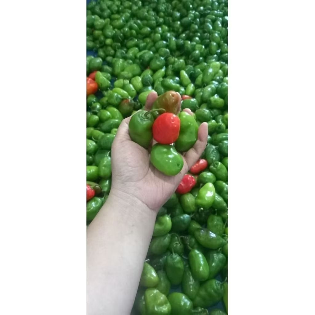 

CABE GENDOT FRESH DIENG
