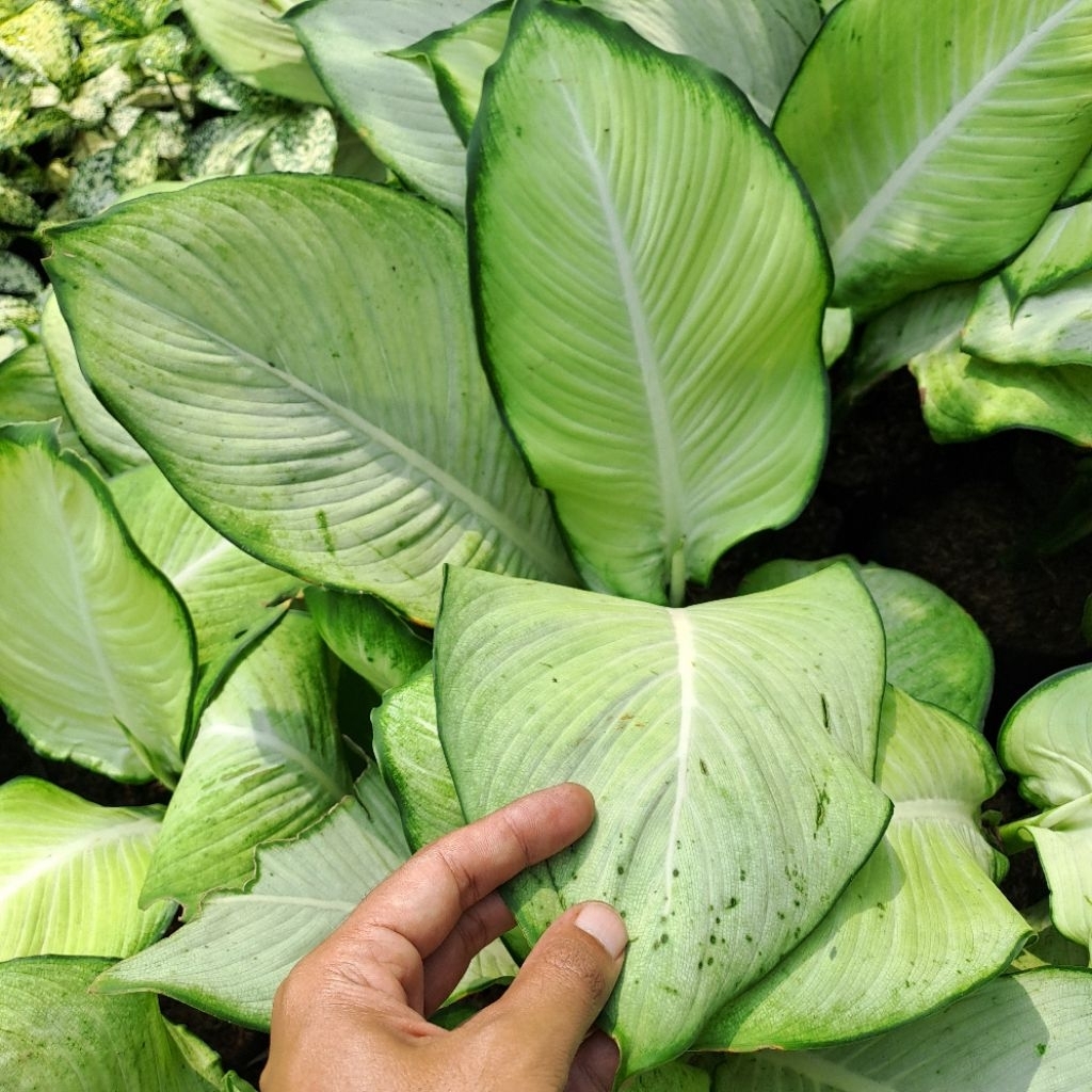 Tanaman Hias Dieffen Camille / Blanceng Tisu Bangkok (Daun Besar)