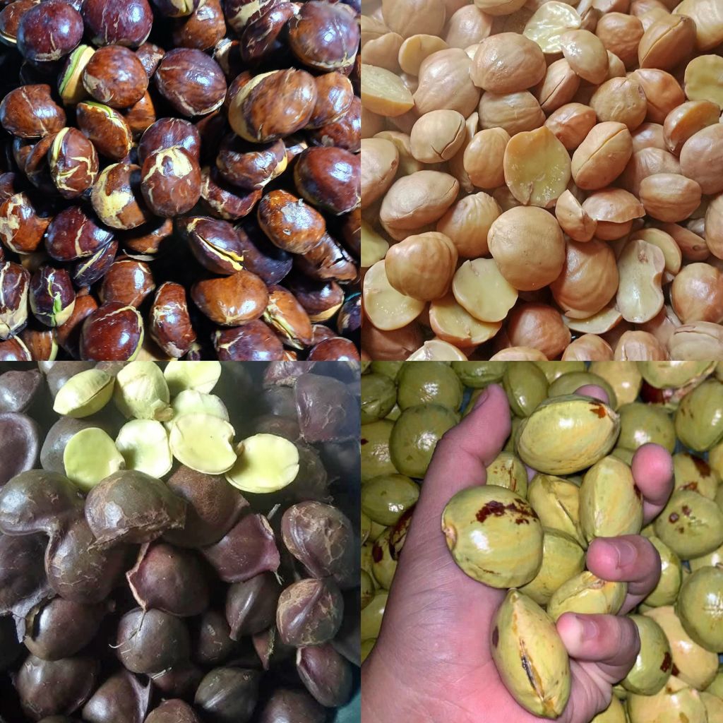 

JENGKOL MUDA KUPAS / JENGKOL TUA REBUS / JENGKOL TUA PULEN / JENGKOL MUDA LALAPAN 500GRAM