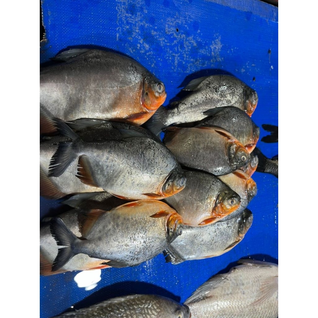 

Ikan Bawal