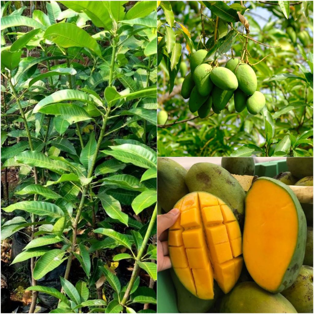 Bibit Mangga Arumanis
