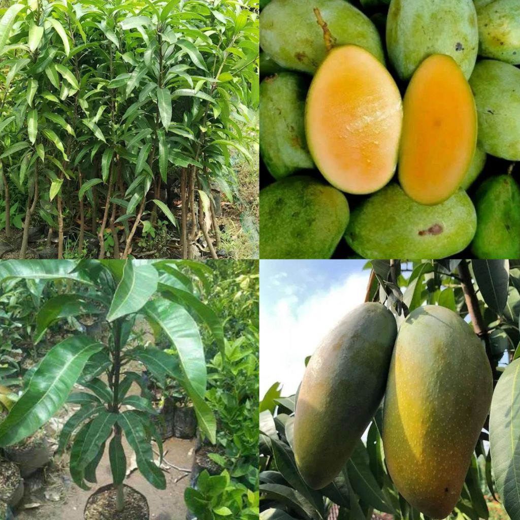 Paket 2 Batang Bibit Mangga Beda Jenis