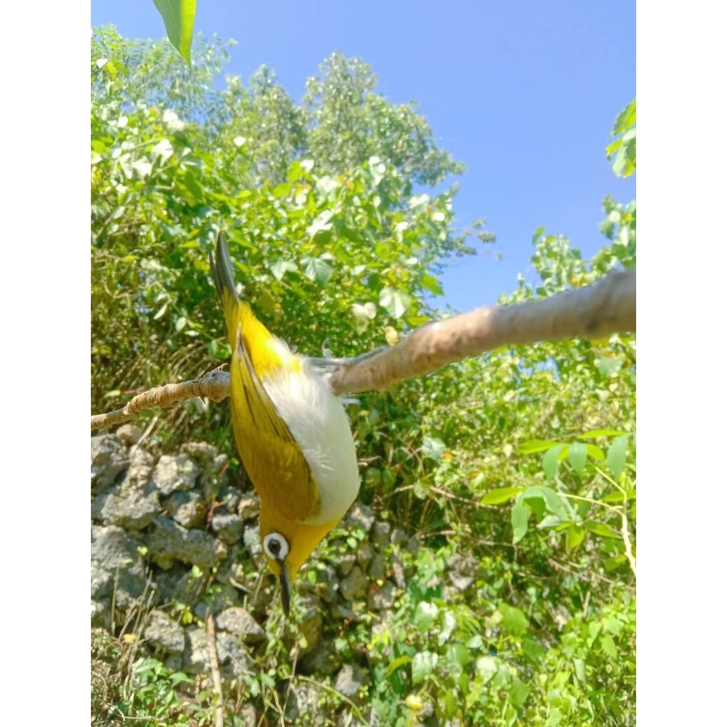 Pulut Burung Super Lengket No Bau Anti Lalat 1 Ons