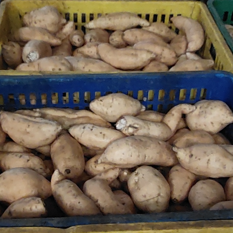 

Ubi Cilembu Madu Siap Oven / Bakar – Ready to Baked Honey Sweet Potato