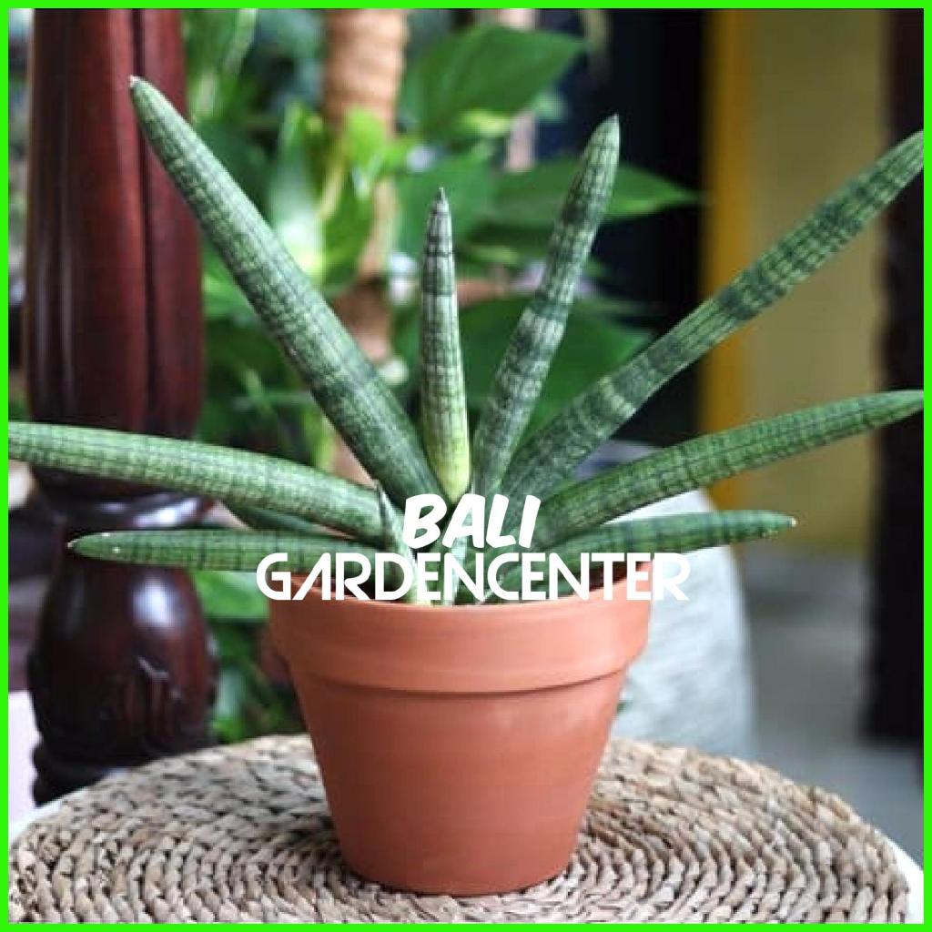 Tanaman Hias Sansevieria Cylindrica Boncel - Sansevieria Boncellensis