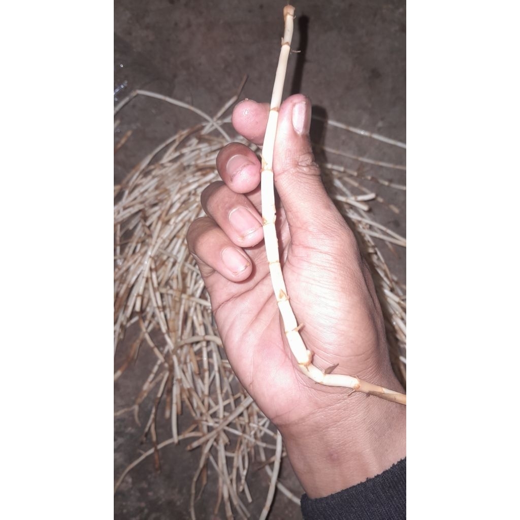 

akar alang alang atau eurih 200g