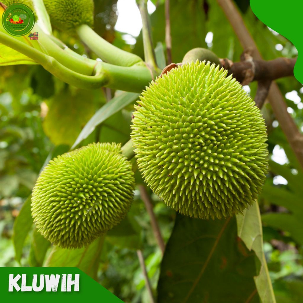 

Sayur Kluwih 1 pcs , Kluweh/Kluwih , Lansung Dari Pohon nya , Sayur Kluwih Super -Super Murah , kluwih vegetable