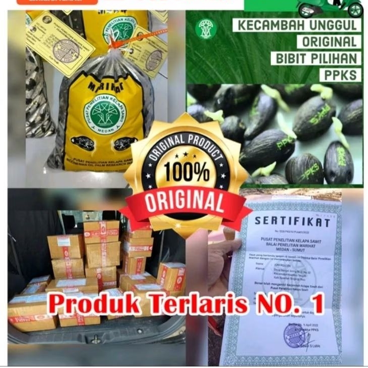 Sawit Benih Polong PPKS MAREHAT KUALITAS UNGGUL