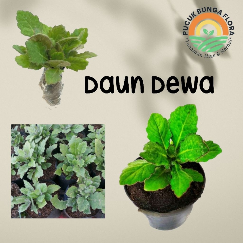 Daun Dewa obat herbal Tanaman Dewa Bibit Daun Dewa