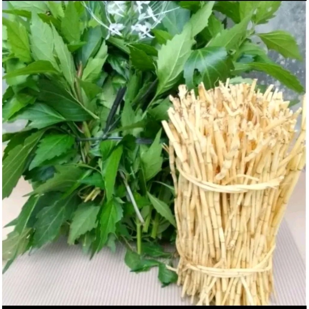 

DAUN KUMIS KUCING DAN AKAR ALANG ALANG SEGAR 500.GRM