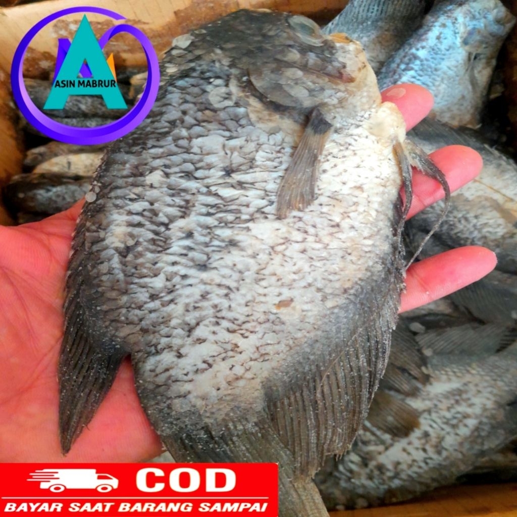 

Ikan Asin Gurame Besar Pengganti Ikat Sepat Jumbo 500gram Murah Enak dan Berkualitas