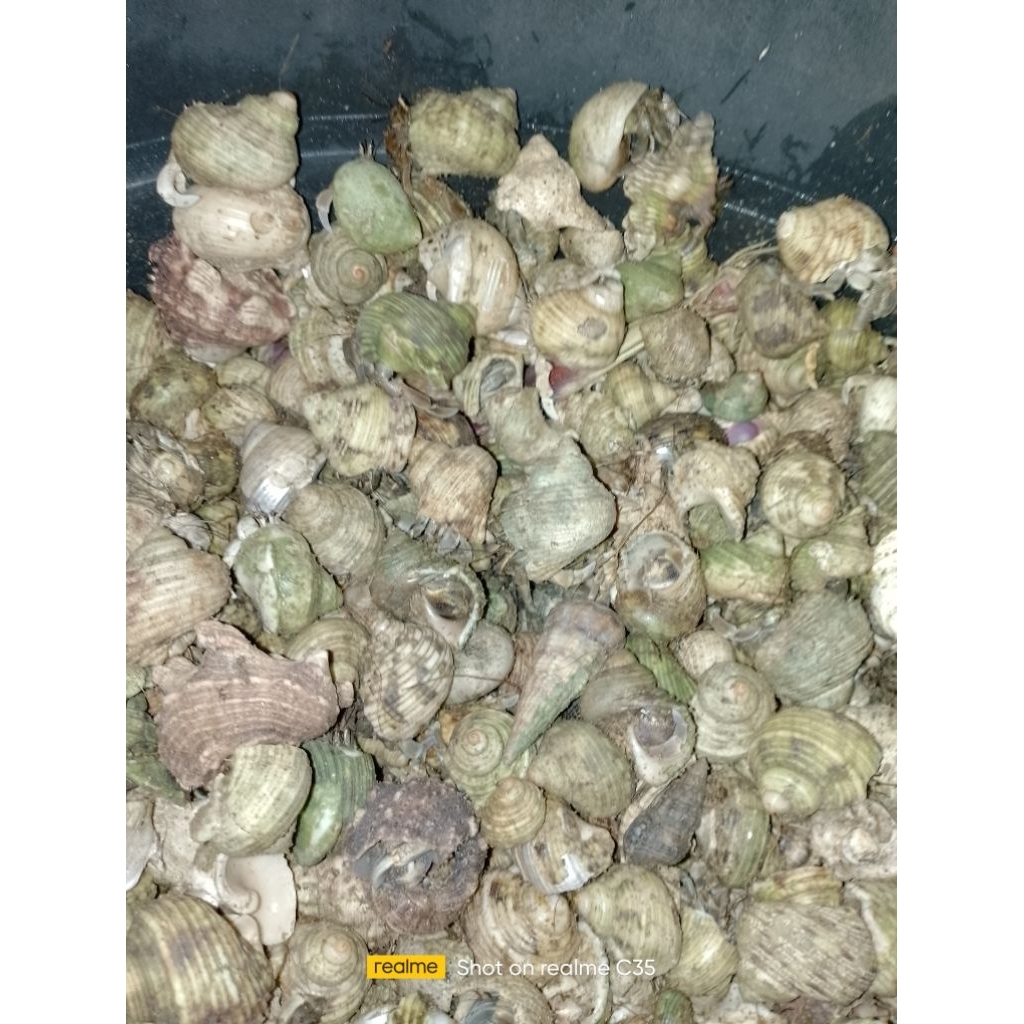 umang umpan pancing/ukuran m,l dan xl