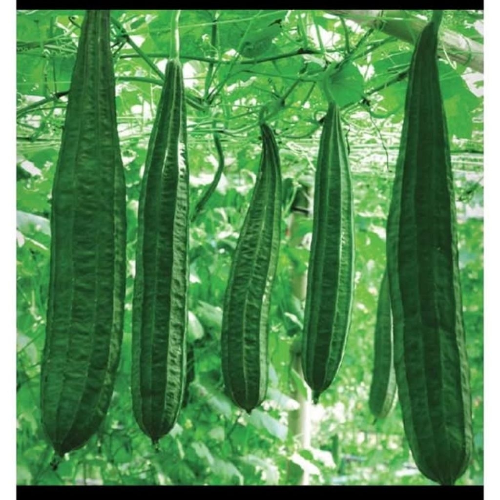 COD//30 BUTIR BENIH BIBIT GAMBAS OYONG PANJANG SUPER UNGGUL