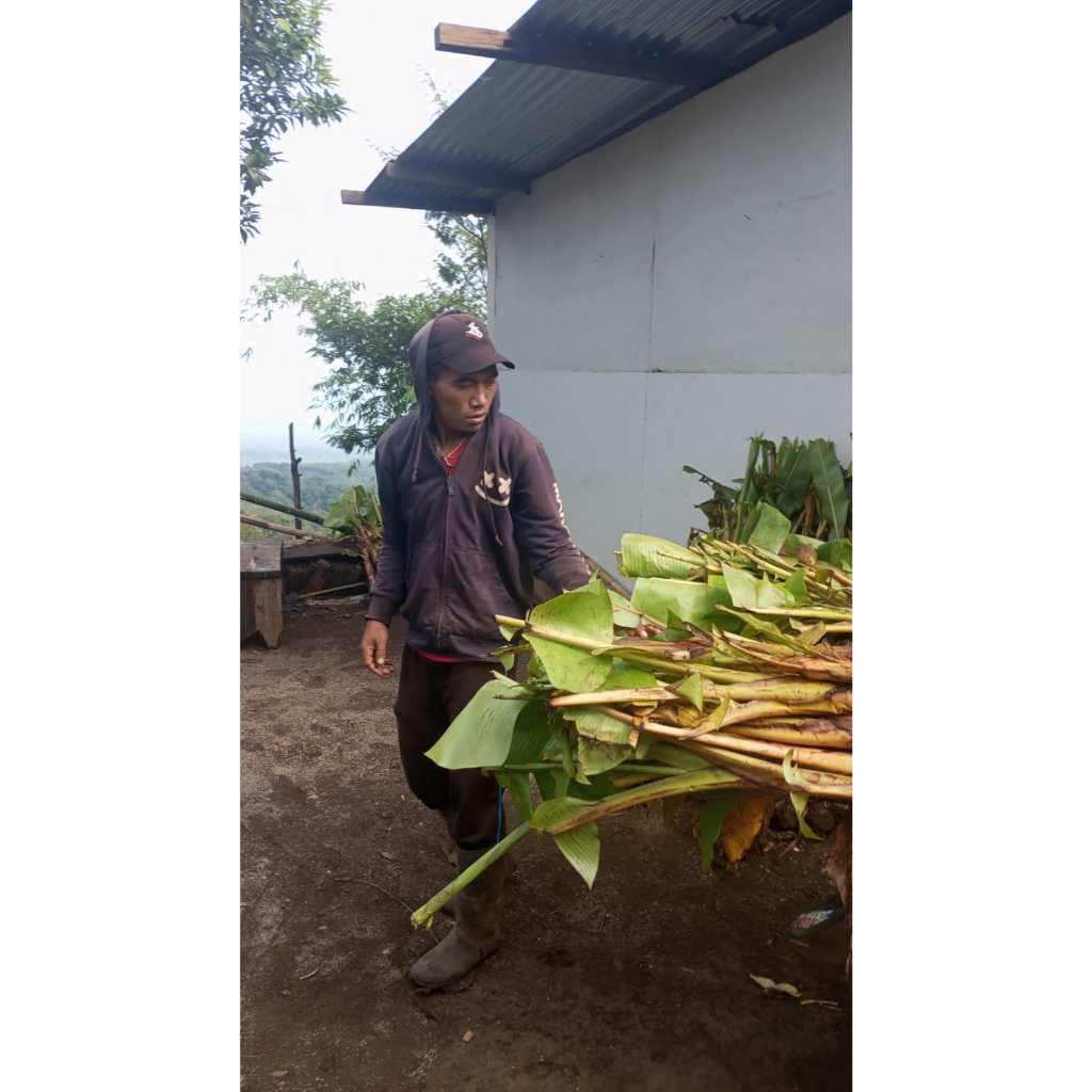 

Bibit Pisang mas kirana