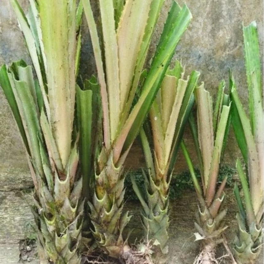 Bibit nanas merah bibit nanas hutan isi 4 bibit-az