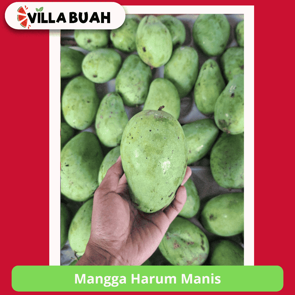 

Mangga Harum Manis (1 kg)