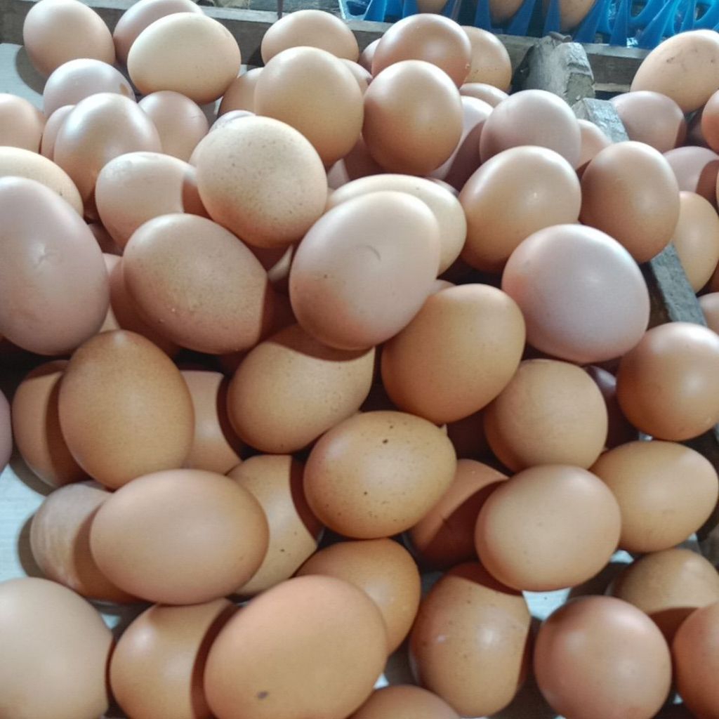 

Telur ayam fresh per butir