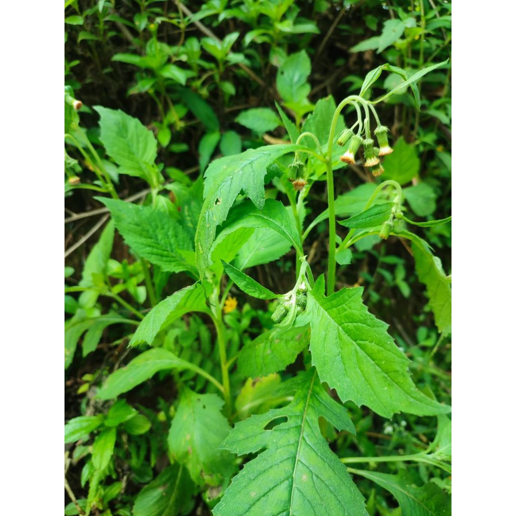 

Daun Sintrong Segar 250gr lalapan Herbal