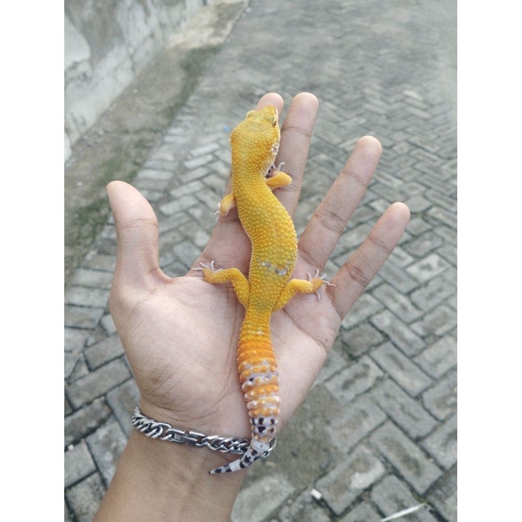 Leopard Gecko Hypo Poss Snow het Tremper / Eublepharis macularius