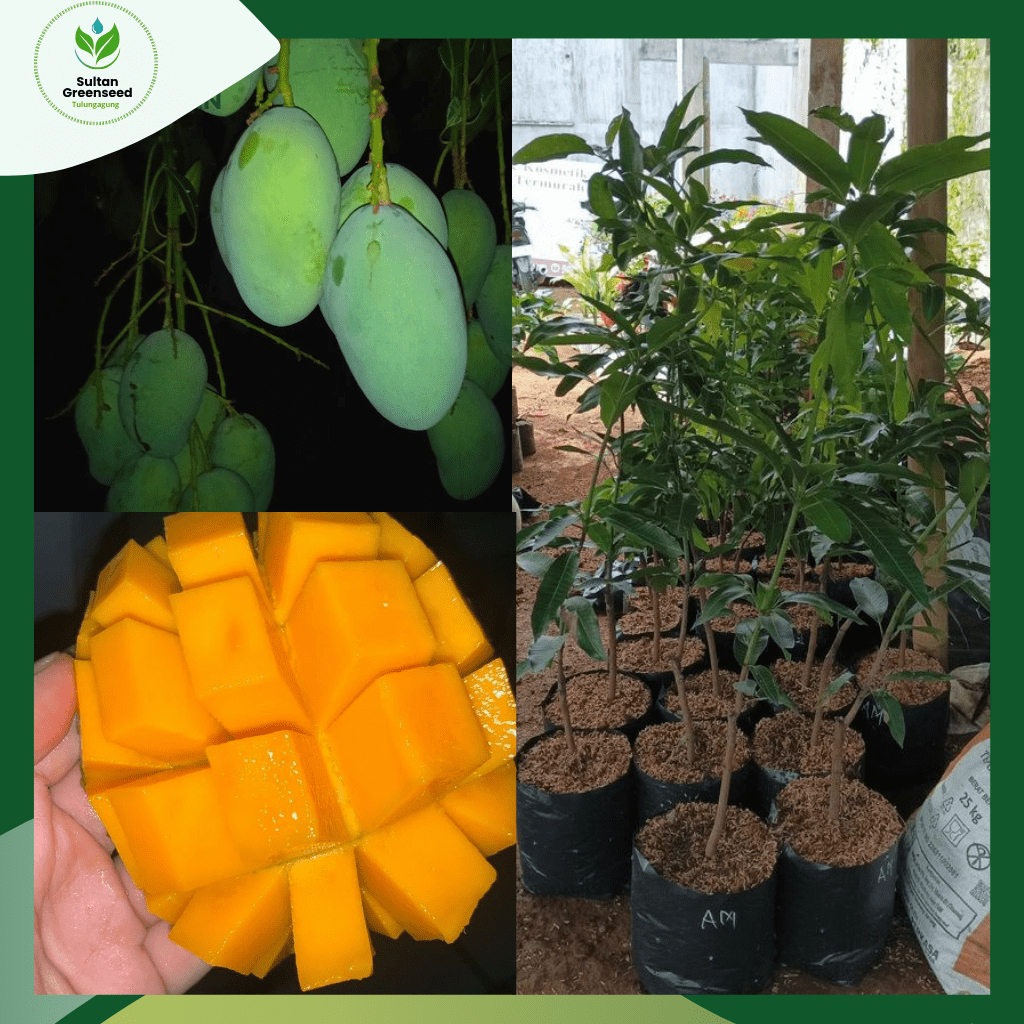 BIBIT MANGGA HARUM MANIS SUPER / BIBIT MANGGA ARUM MANIS