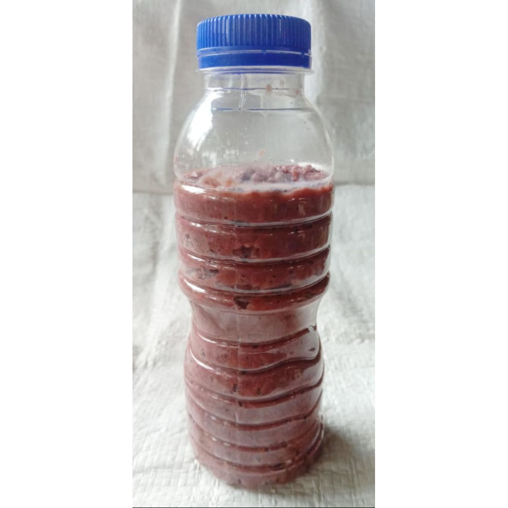 

Calok/mia koi khas bangka. berat 200 gram
