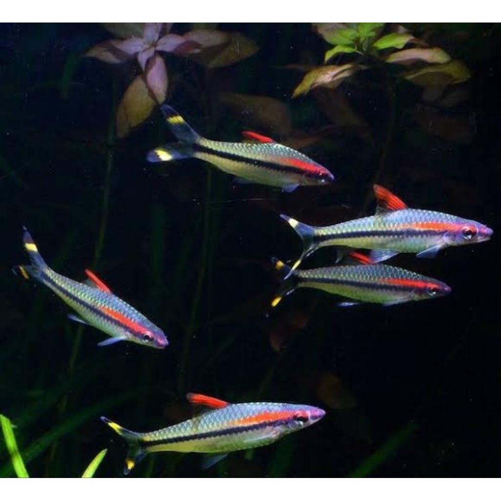 Ikan hias pontius denisoni