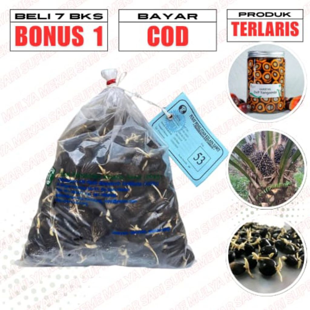 BENIH KECAMBAH SAWIT PPKS YANGAMBI UNGGUL