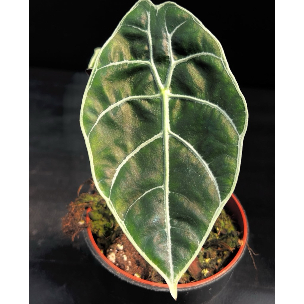 Alocasia watsonia