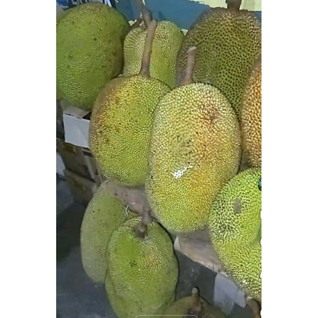 

Nangka Matang Pohon