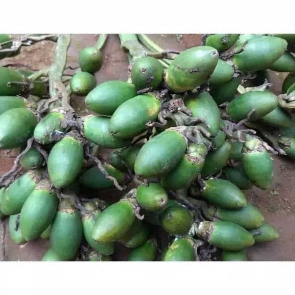 

Jambe Muda / Pinang Muda Seger Kualitas Terbaik