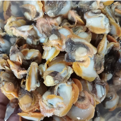 

Kerang Dara Kupas Segar 1Kg Daging Kerang Dara