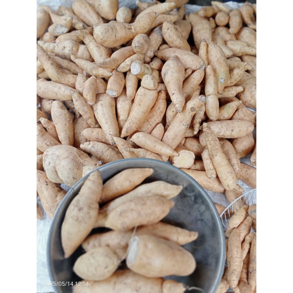 

Ubi madu Cilembu/Telo cilembu