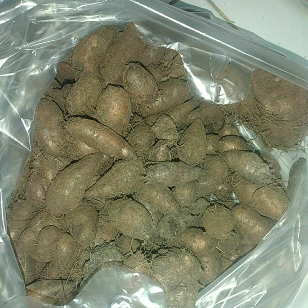 

kumbili/gumbili/kentang kecil