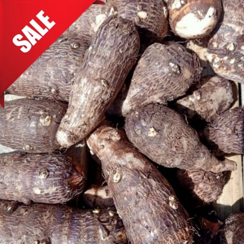 

Jual Umbi talas kimpul bogor