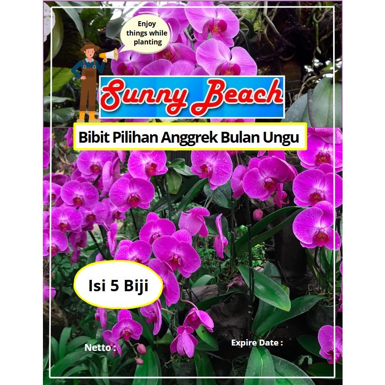 Bibit Pilihan Bunga Anggrek Bulan Ungu | Biji Benih Bunga Anggrek Bulan Ungu | Bunga Anggrek